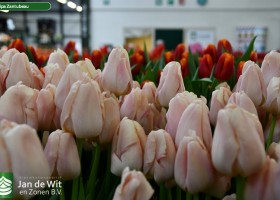 Tulipa Zantubeau ® (2)